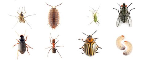 insects in the philippines|common bugs in pennsylvania.
